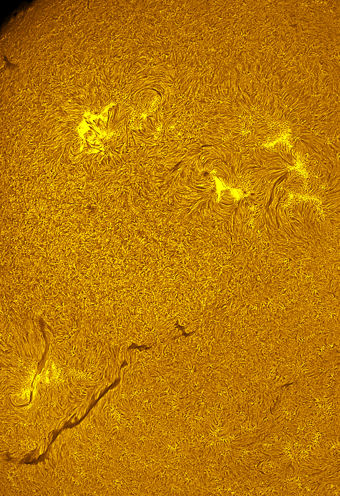 Active region 4459 in h-alpha 06/05/26