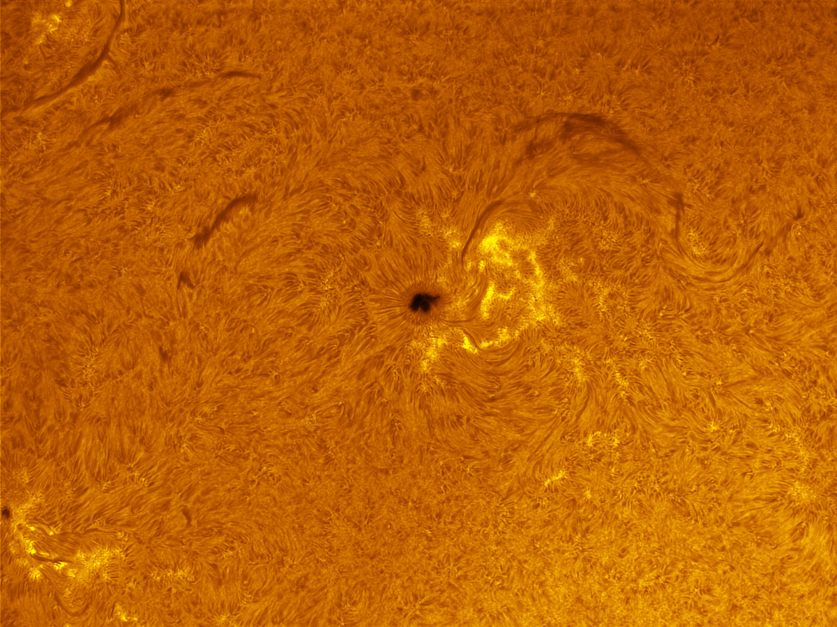 Sunspot 1711 in h-alpha 04/06/2013