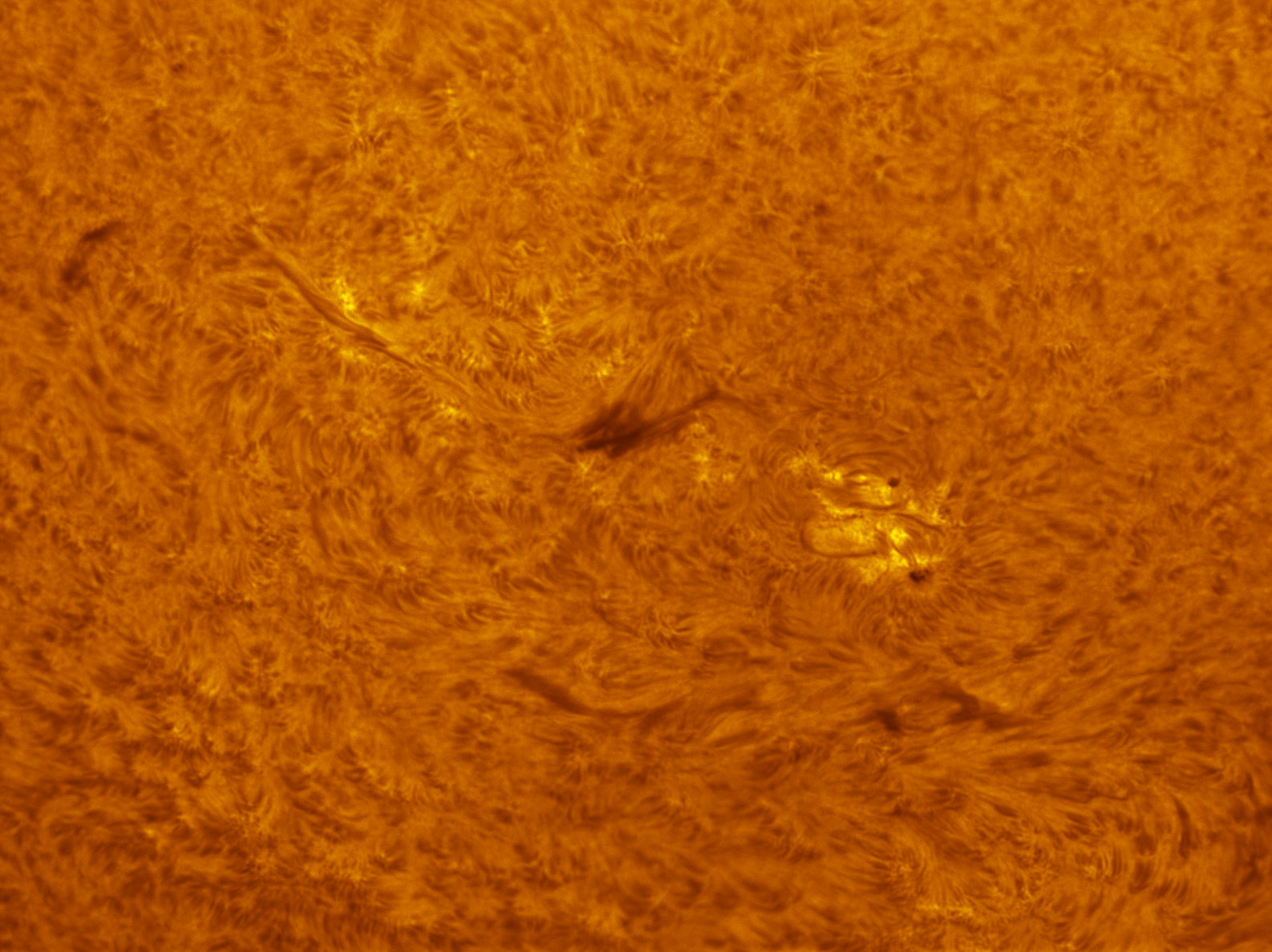 Sunspot 1568 in h-alpha 09/09/2012