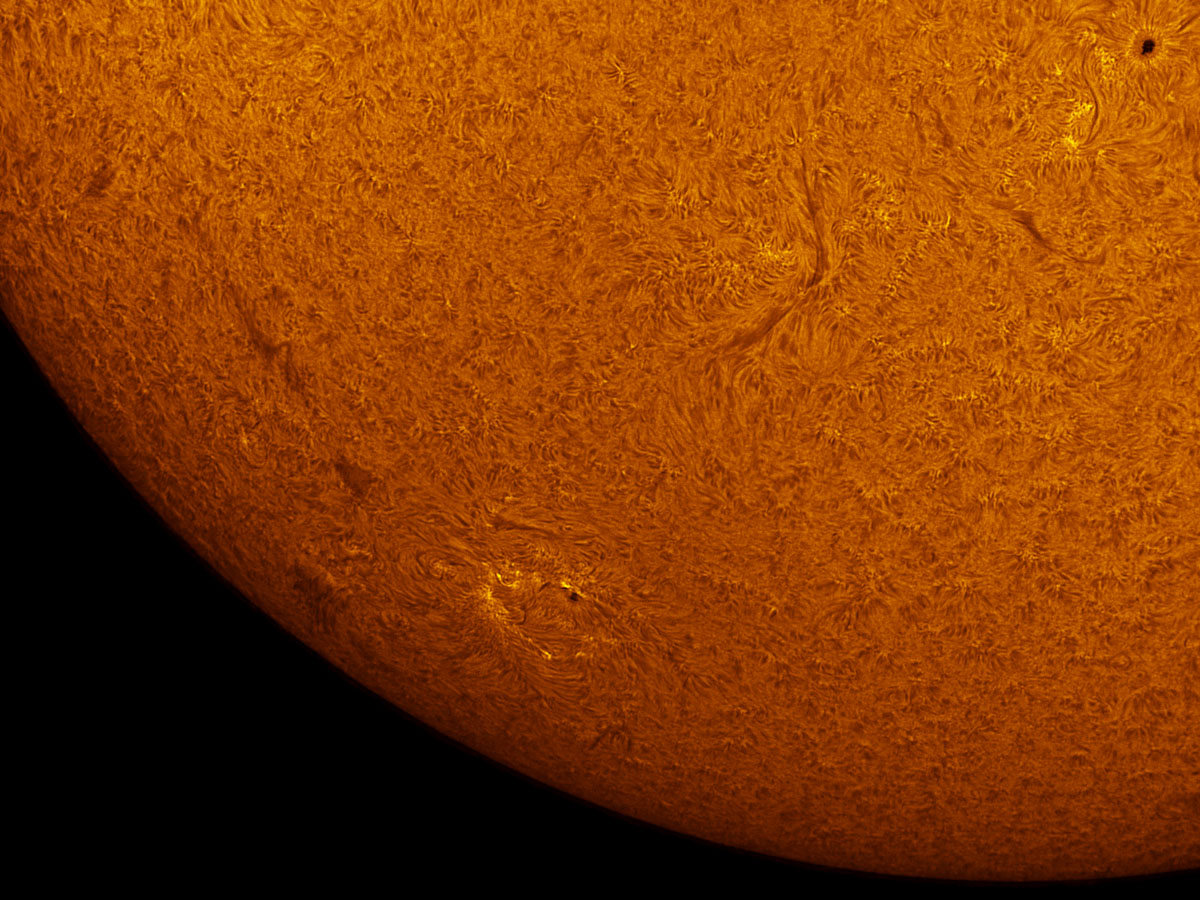 Sunspot 1590 in h-alpha 10/12/2012