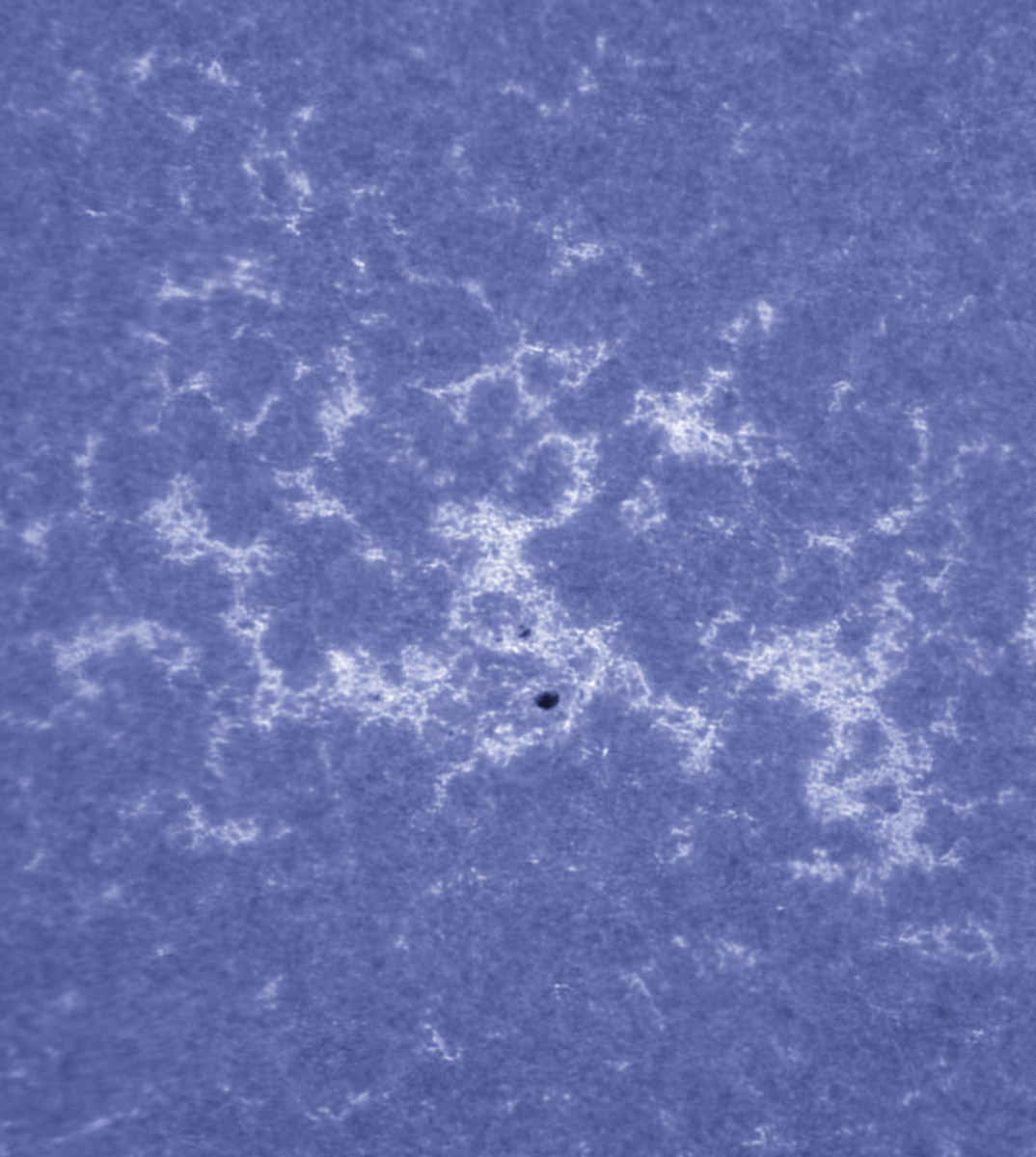 Sunspot 1593 in CaK 10/21/2012