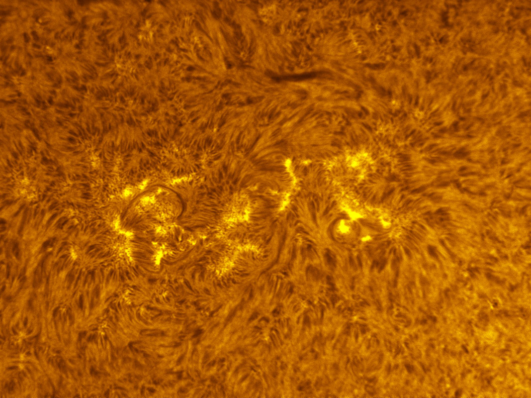 Sunspots 1336 and 1337 in h-alpha 11/05/2011